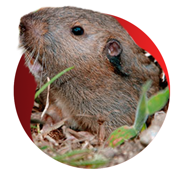 mammal_pocket\-gopher_shutterstock_600x300